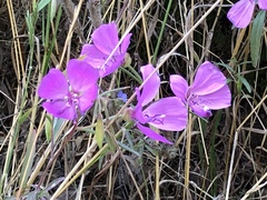 Clarkia bottae