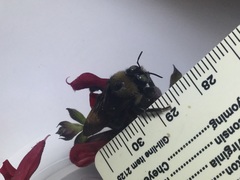 Xylocopa tabaniformis orpifex