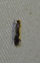 Monopis obviella