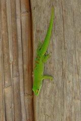 Phelsuma grandis