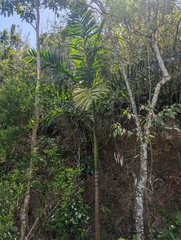 Cuban Royal Palm (Roystonea altissima)