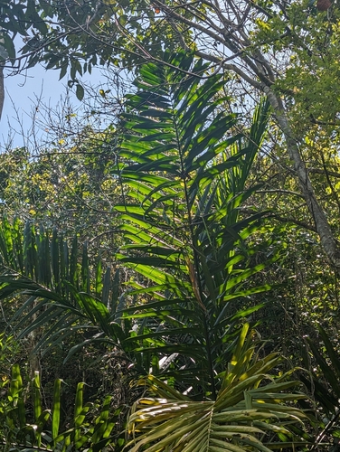 Roystonea altissima, photograph 1