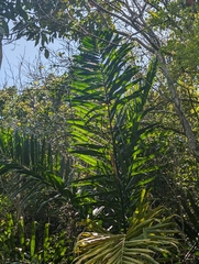 Roystonea altissima, photograph (c) Marilyne Busque-Dubois, some rights reserved (CC BY)