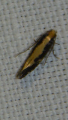 Monopis obviella