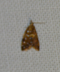 Pseudargyrotoza conwagana