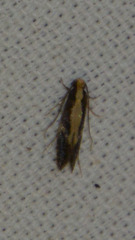 Monopis obviella