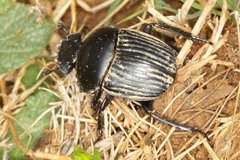 Scarabaeus laticollis