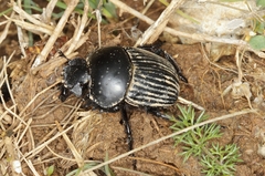 Scarabaeus laticollis