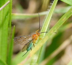 Theronia maculosa