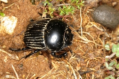 Scarabaeus laticollis