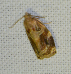 Archips xylosteana