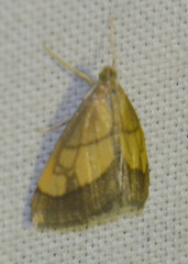 Evergestis limbata