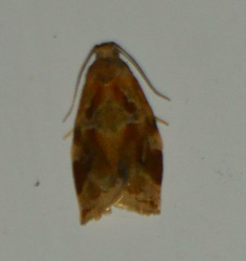 Archips xylosteana