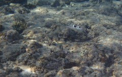 Stethojulis trilineata