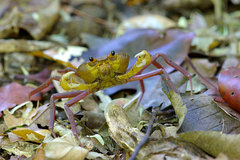 Madagapotamon humberti