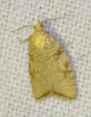 Aleimma loeflingiana