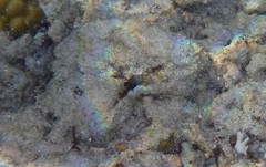 Canthigaster bennetti