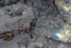 Canthigaster bennetti