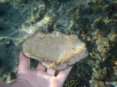 Tridacninae