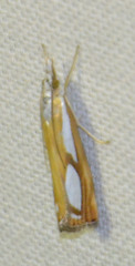 Catoptria