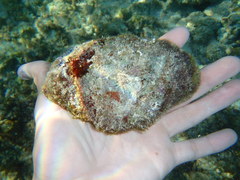 Tridacninae