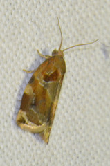 Archips xylosteana