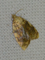 Aleimma loeflingiana