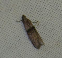 Nephopterix angustella