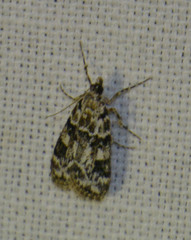 Eudonia delunella