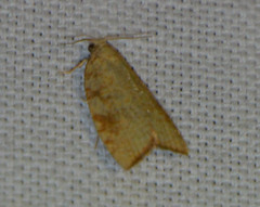 Aleimma loeflingiana