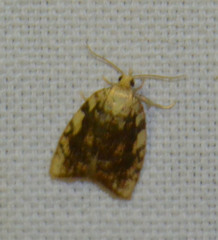 Aleimma loeflingiana