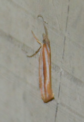 Ypsolopha ustella