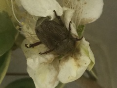 Hoplia