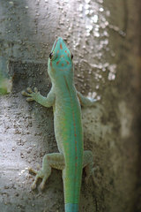 Phelsuma abbotti chekei