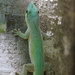 Abbott's Day Gecko - Photo (c) John Sullivan, some rights reserved (CC BY-NC), uploaded by John Sullivan
