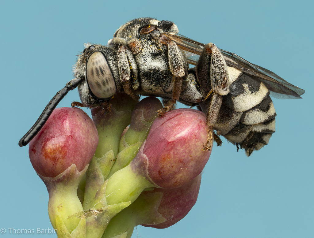 Nomad and related cuckoo bees