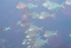 Chrysoblephus puniceus