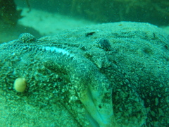 Genyagnus monopterygius