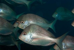 Chrysoblephus puniceus