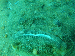 Genyagnus monopterygius