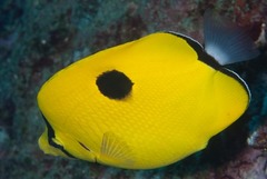 Chaetodon interruptus