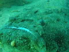 Genyagnus monopterygius