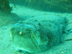 Genyagnus monopterygius