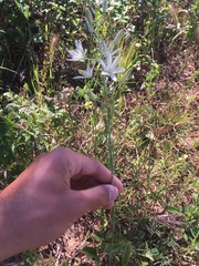 Ornithogalum narbonense