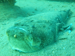 Genyagnus monopterygius