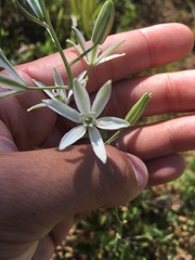 Ornithogalum narbonense