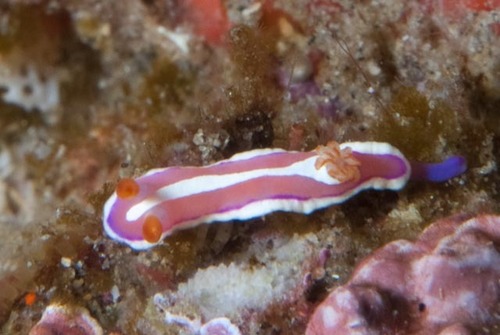 Verconia norba