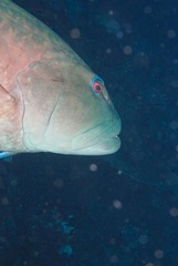 Plectropomus punctatus