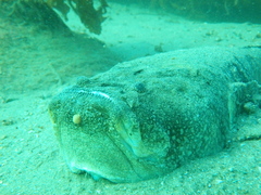 Genyagnus monopterygius