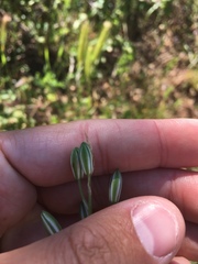 Ornithogalum narbonense